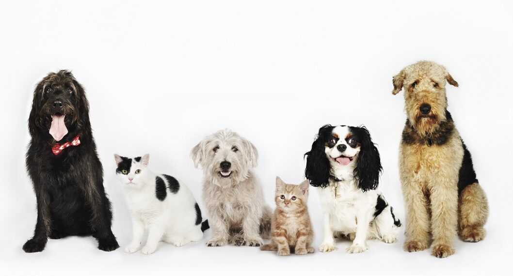 Mitos, verdades y beneficios de esterilizar a las mascotas; ¿les alarga la vida?