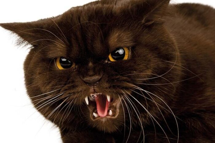 Agresividad en gatos: aprenda por qué se da y de qué manera se presenta