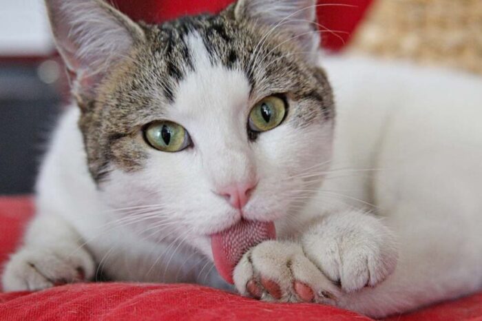 Identifique si su gato se está acicalando... o tiene picor (o alergia) sobre su piel