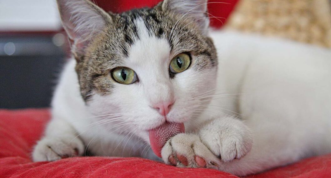 Identifique si su gato se está acicalando... o tiene picor (o alergia) sobre su piel