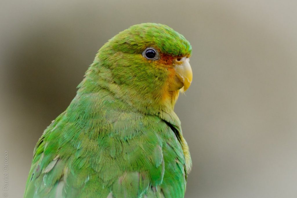 Avistamiento de aves en Colombia: Tolima, un destino clave para esta práctica