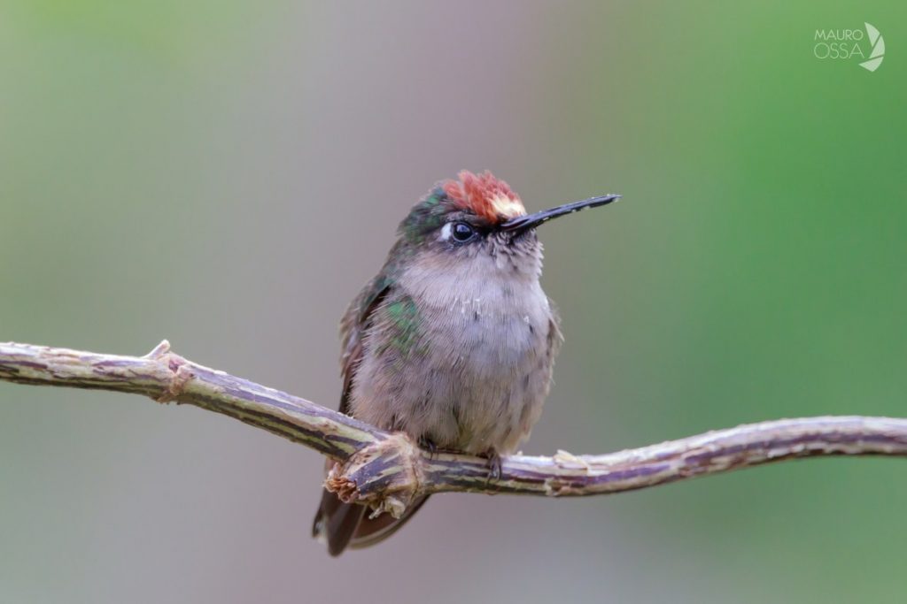 Avistamiento de aves en Colombia: Tolima, un destino clave para esta práctica