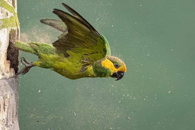 Avistamiento de aves en Colombia: Tolima, un destino clave para esta práctica