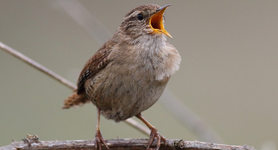 Avistamiento de aves en Colombia: Tolima, un destino clave para esta práctica