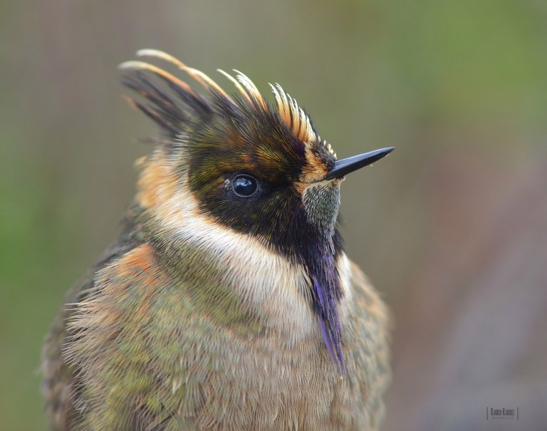 Avistamiento de aves en Colombia: Tolima, un destino clave para esta práctica