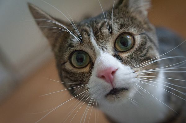 Cuántos años pueden vivir los gatos; la alimentación del animal influye directamente
