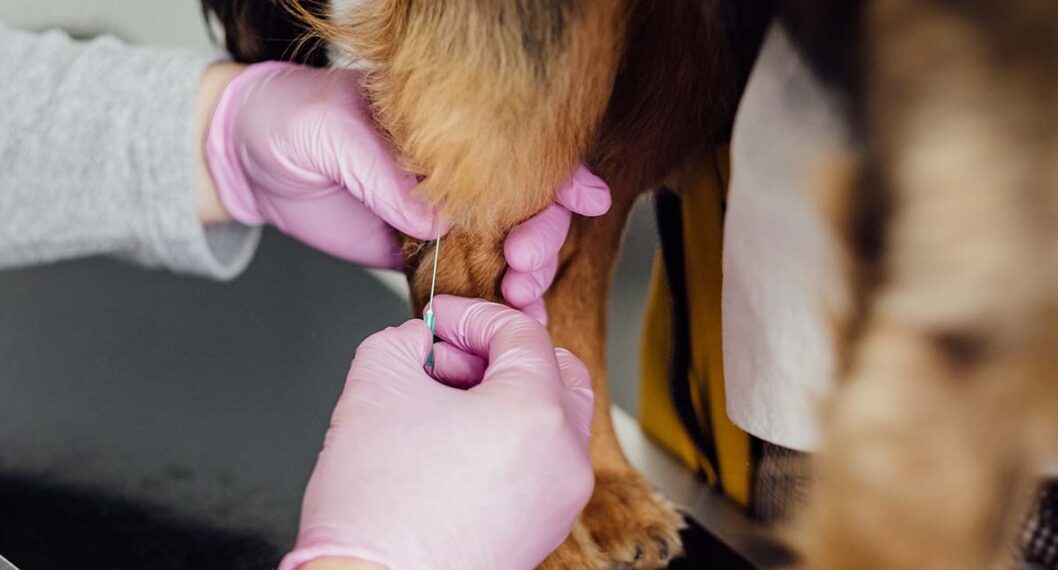 La donación de sangre entre mascotas es posible; 1.000 vidas se han salvado en Colombia