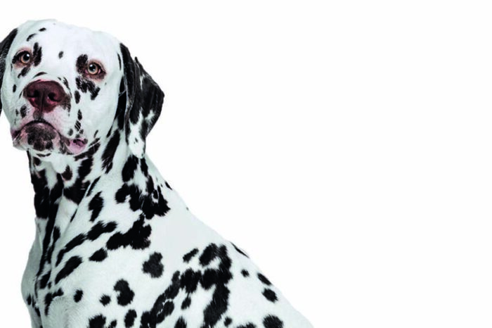 Identifique antes de tiempo si su perro está presentando fallas cardiacas