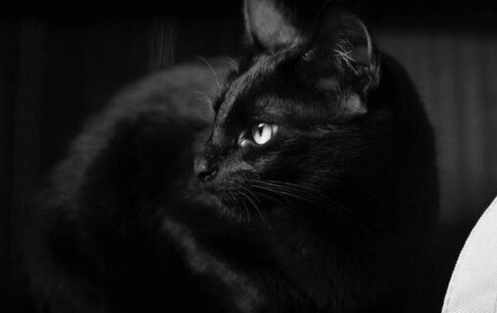 Vader, Snape, Coraline y más nombres creativos para que le ponga a su gato negro