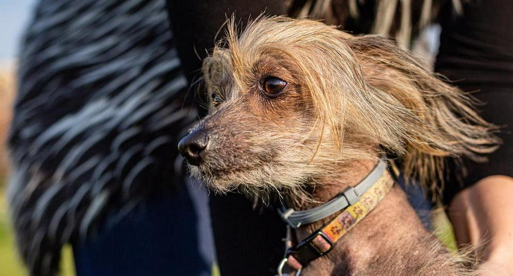 Expertos sacaron listado de las razas de perros más feas; algunas son muy comunes