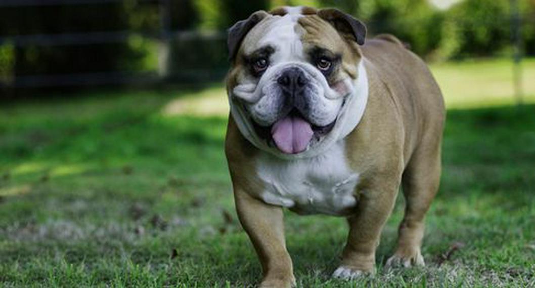 Características y personalidad del Bulldog inglés, raza de perros muy popular