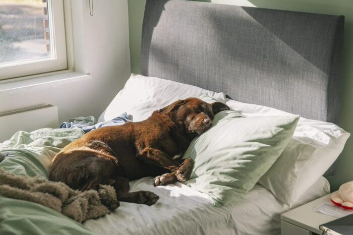 Estas son las ventajas y desventajas de dormir con la mascota en la misma cama