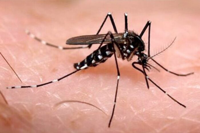 Alerta en Colombia por casos de dengue: se han registrado más de 50.000