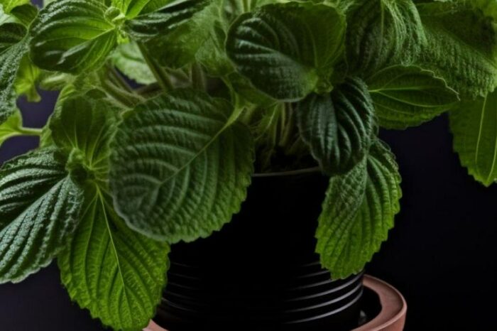 Qué significa tener una planta de 'moneditas' en casa; es sinónimo de dinero