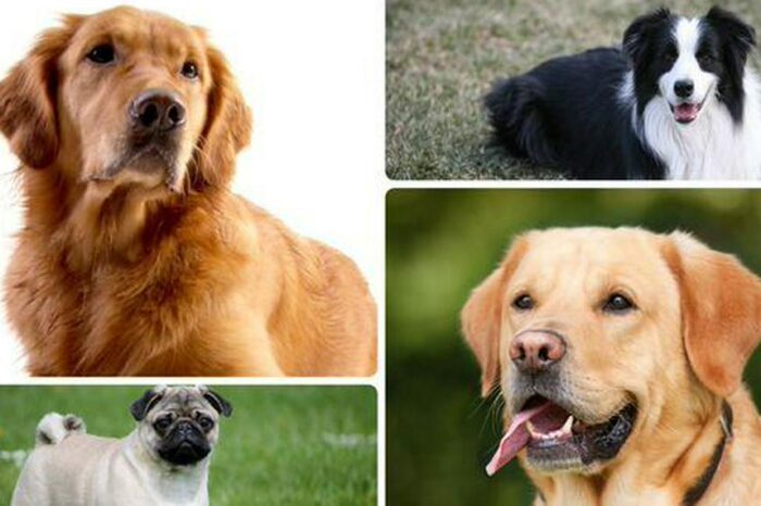 Las razas de perros que viven más años, según la ciencia; analizaron más de 580.000 caninos