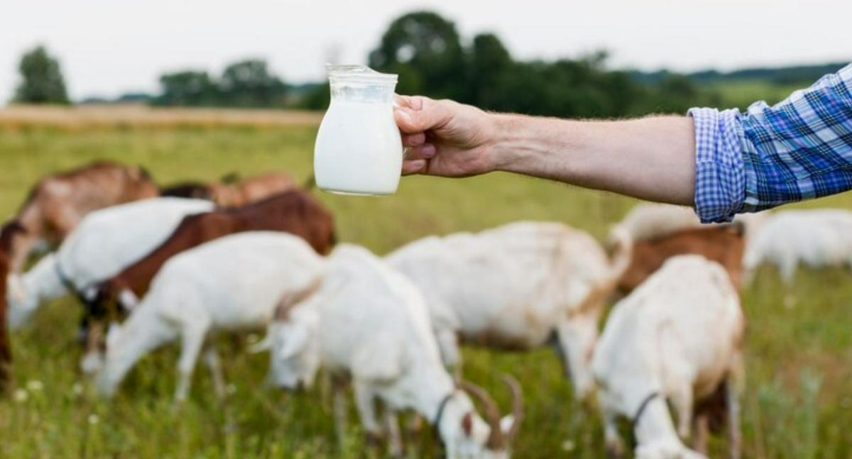 ¿Cuál leche es mejor: la de cabra o la de vaca? Diferencias sorprenden