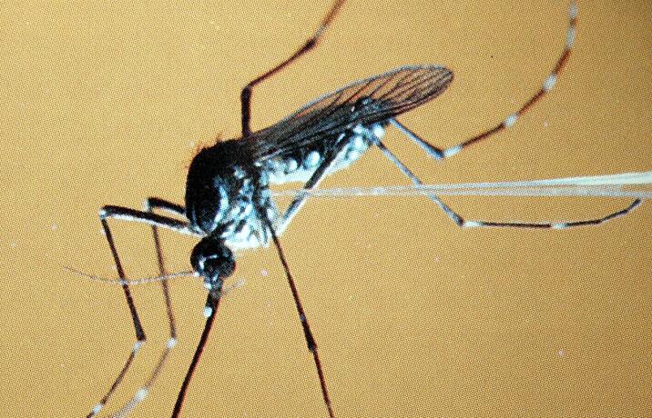 FAUNA MOSQUITO AEGYPTI-FIEBRE AMARILLA FAUNA MOSQUITO AEGYPTI-FIEBRE AMARILLA